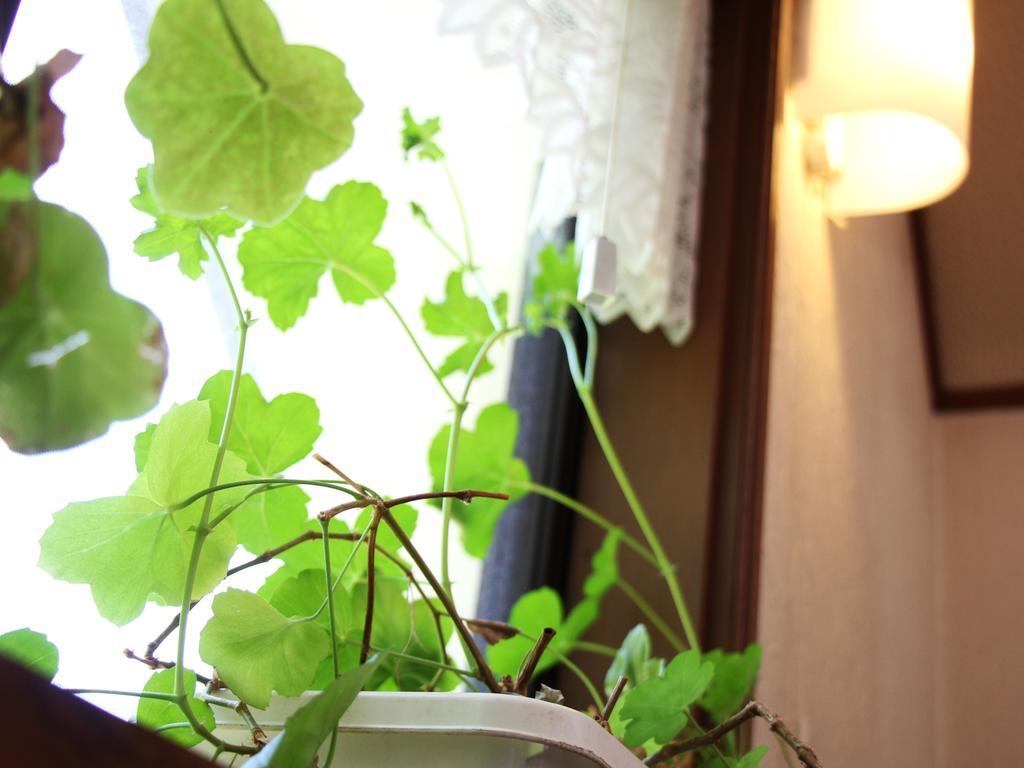 Pension Morinokaze 白马村 外观 照片